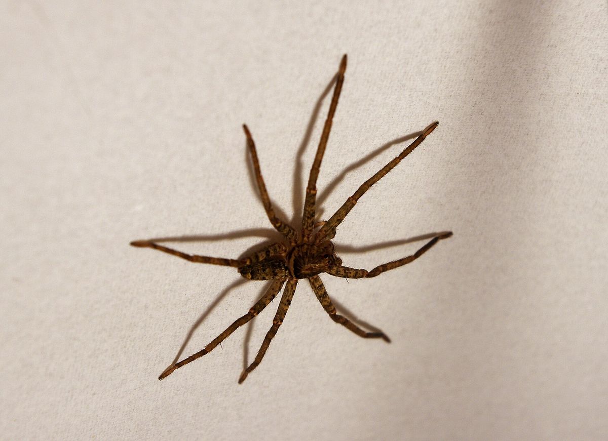 Scientists Ranked Hundreds of Spider Species by Running Speed. Australia's Huge, Hairy Brown Huntsman Came Out on Top