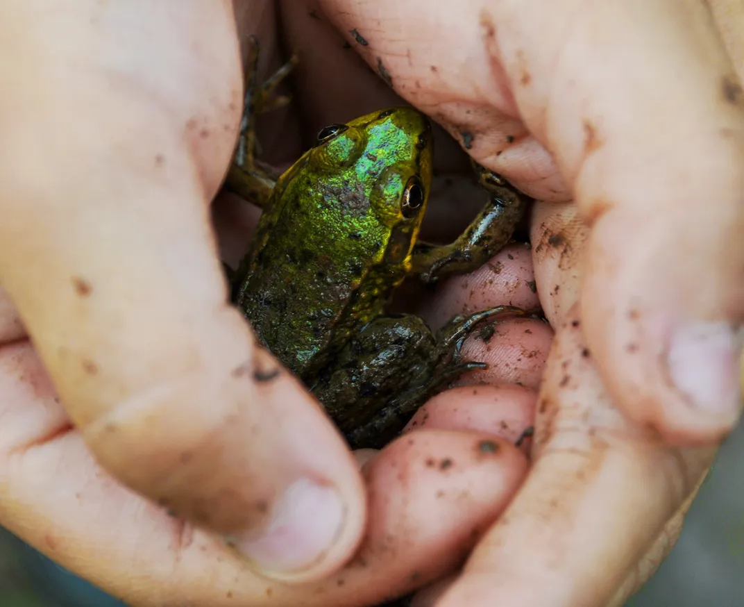 Frog in a person's hands