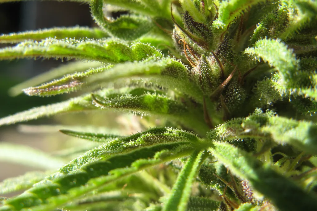 marijuana.jpg