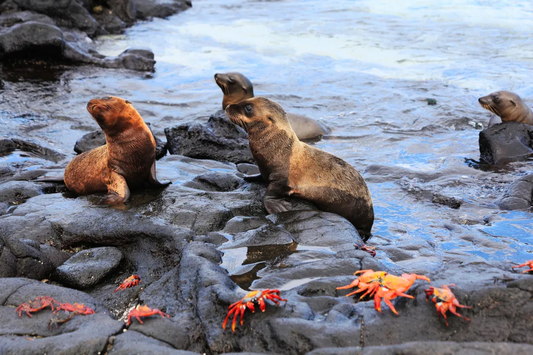 Seals and Sally Lightfoot crabs
