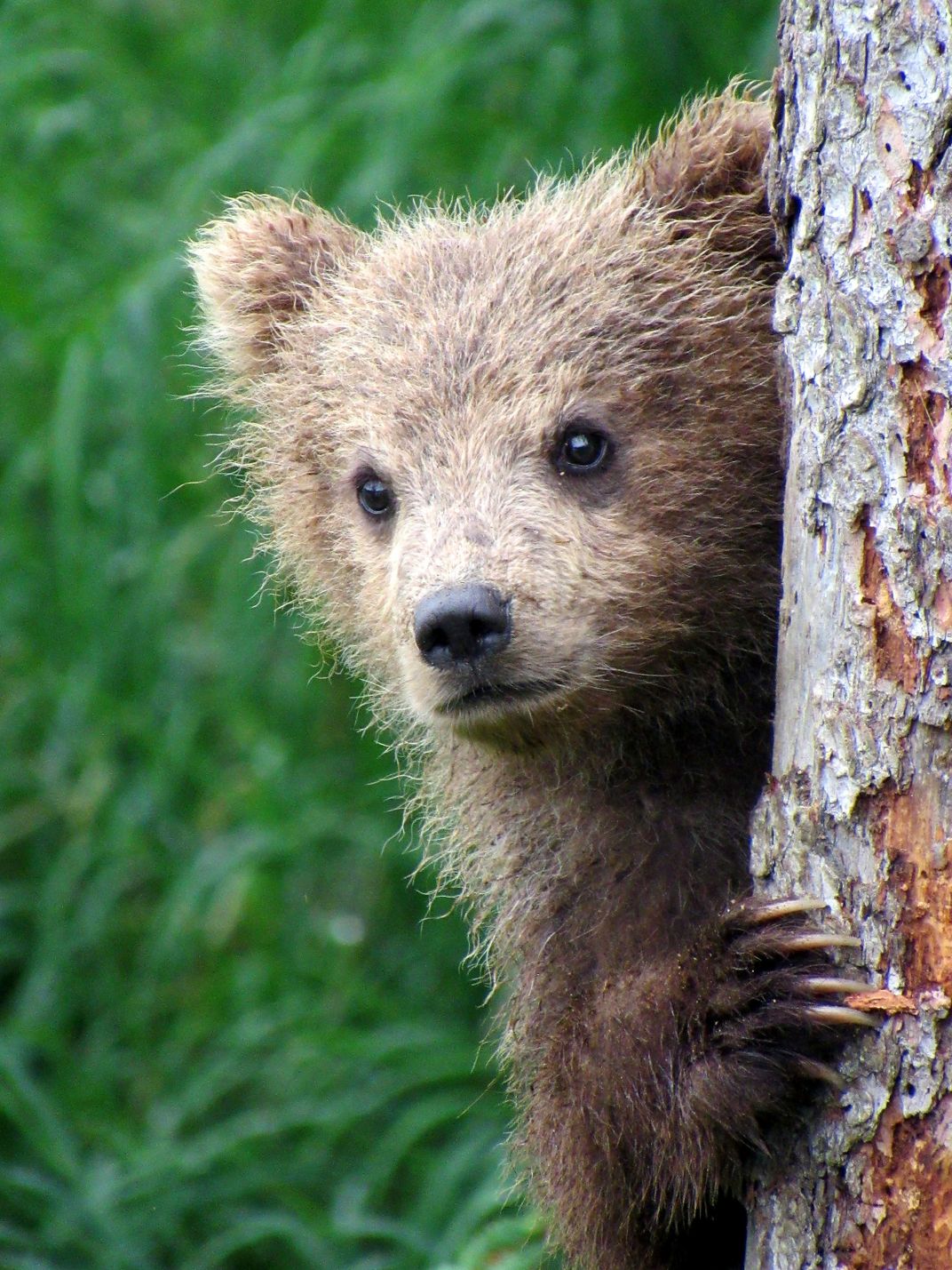 Brown bear cub on guard during the Salmon Run | Smithsonian Photo ...