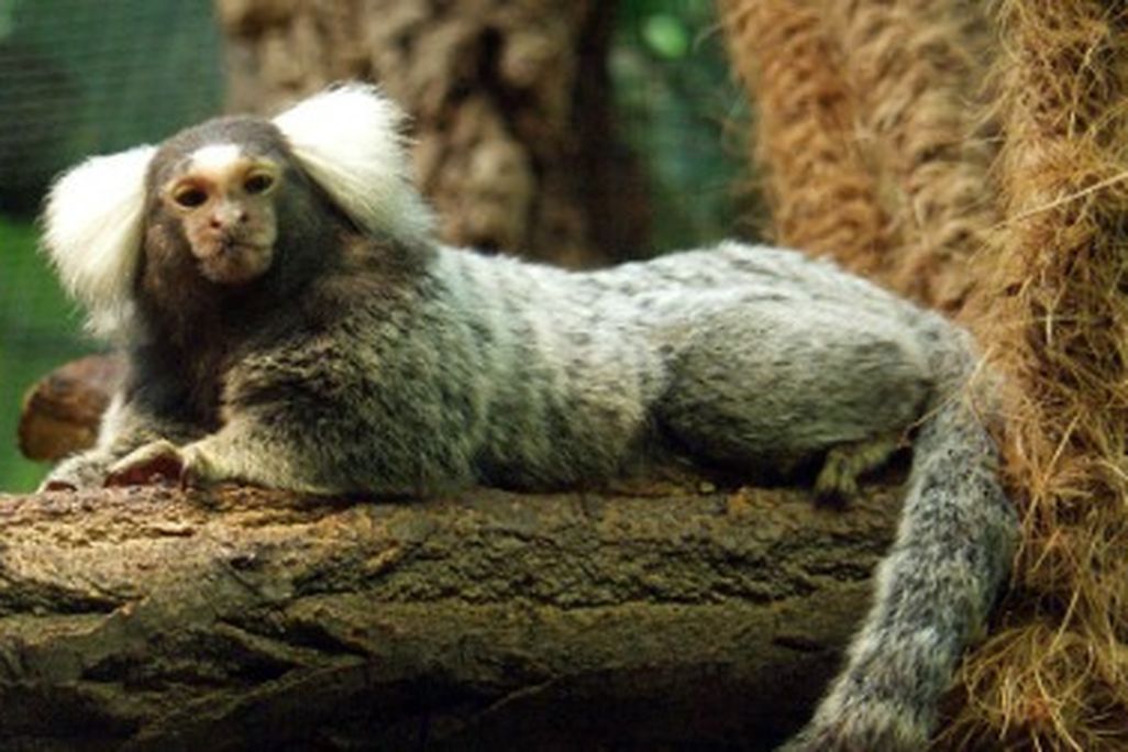 The common marmoset may be a suitable model for human obesity.