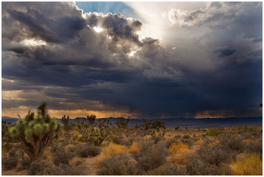 A Mojave Desert storm silhouetted by Joshua Trees. | Smithsonian Photo ...