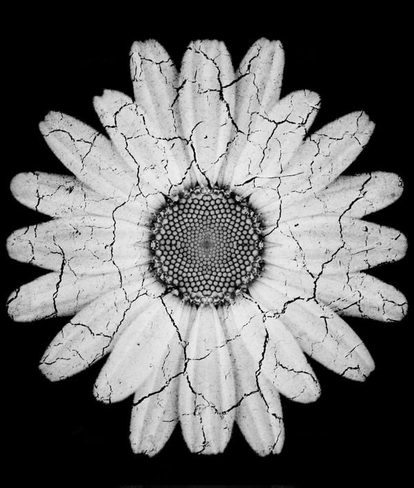 A symmetrical wildflower with a shattered effect. thumbnail