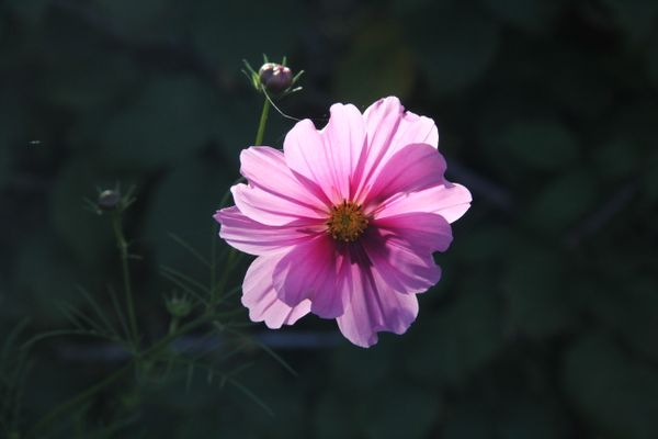 Radiating purple thumbnail