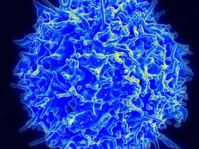 Scientists will attempt to edit T cells in cancer patients in the first-ever human trial of CRISPR in the United States.