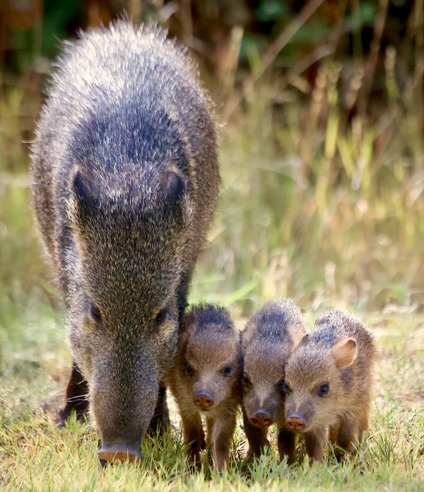 Meet The Javelina Family thumbnail