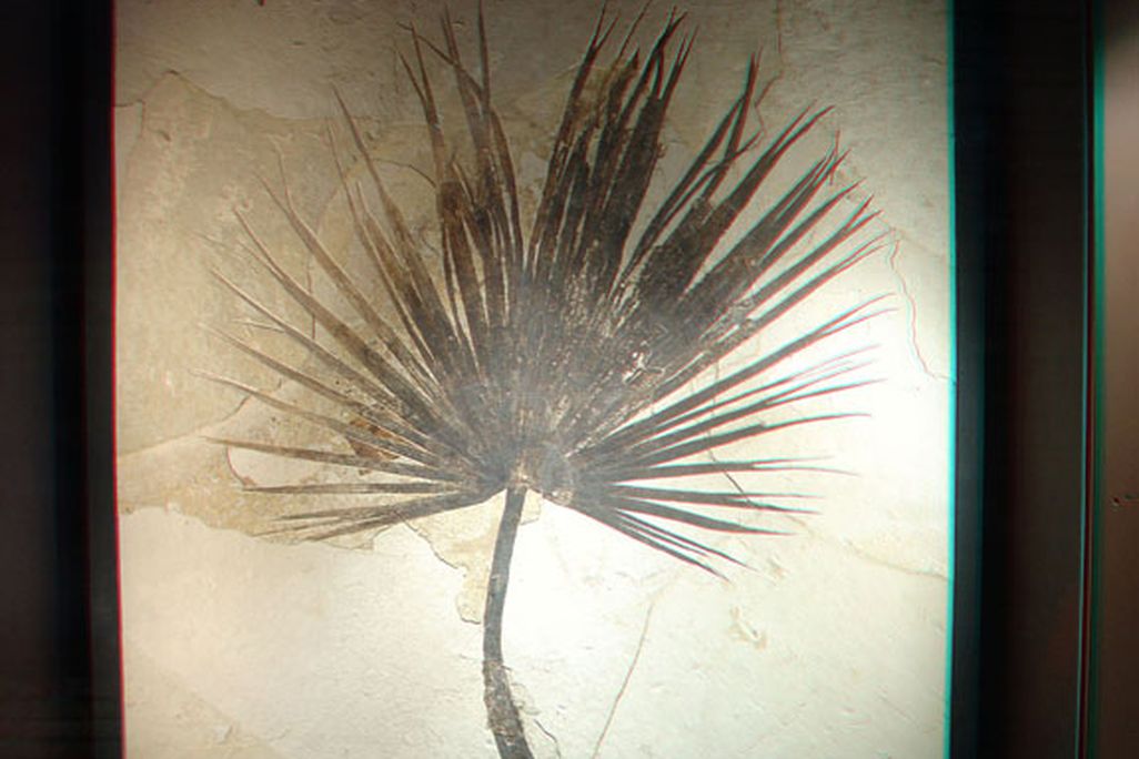 This palm frond fossil dating to the the Eocene period was found in Utah’s Green River Basin.