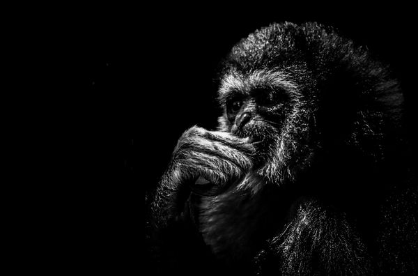 Pondering Primate thumbnail