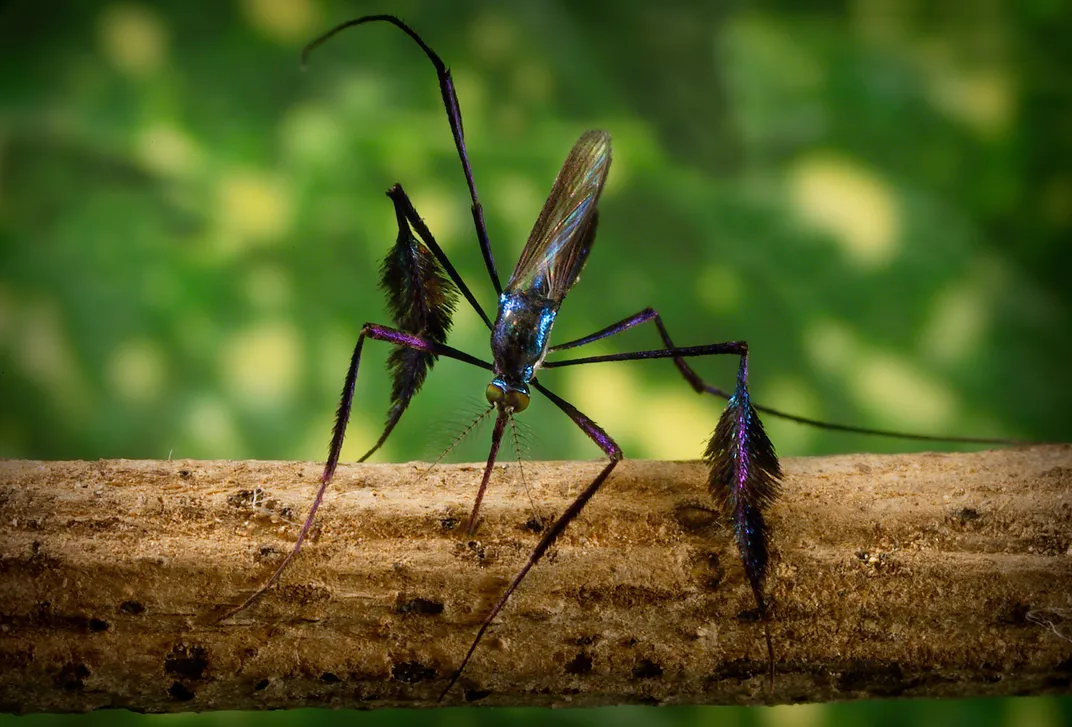 Blue, black and purple mosquito on a branch