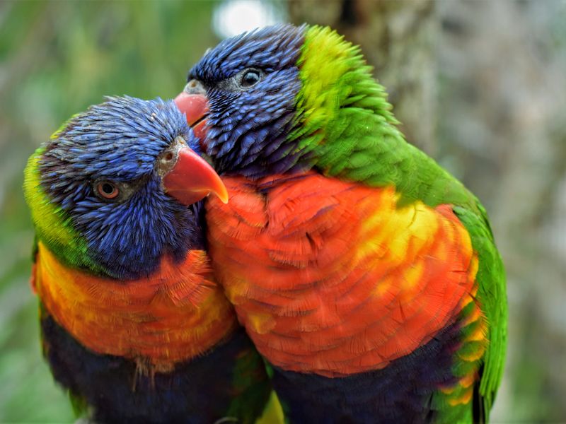 Two Lorikeets in Time | Smithsonian Photo Contest | Smithsonian Magazine