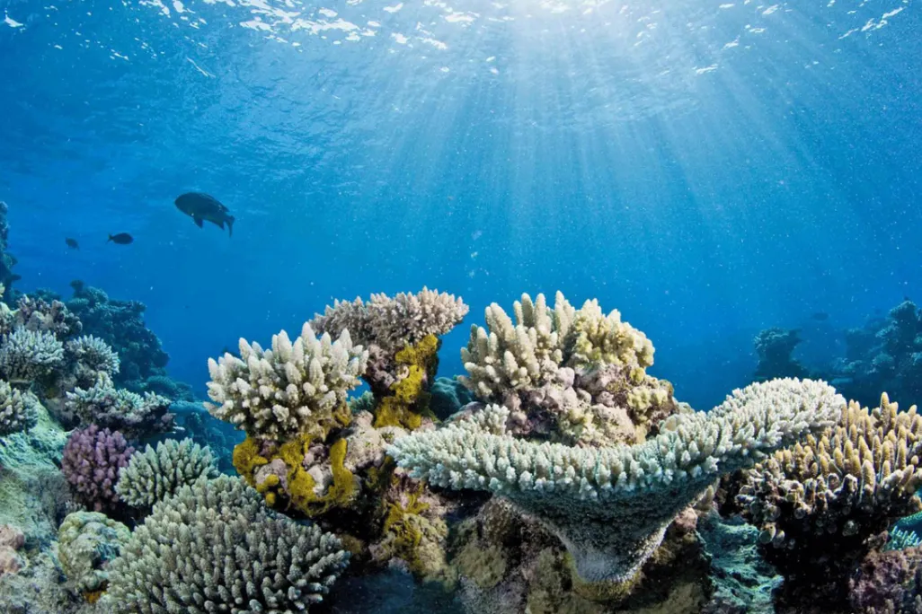 A coral reef