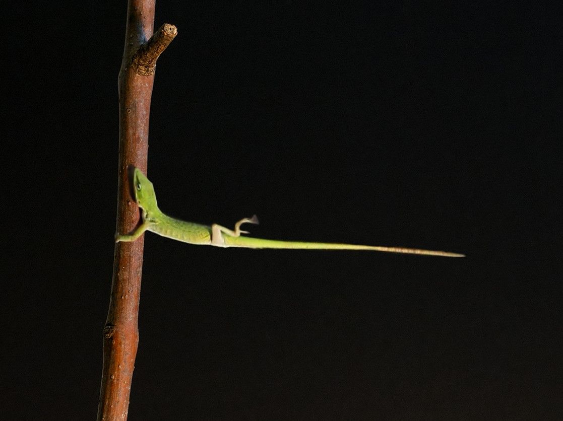 Lizards with large toe pads can better survive hurricanes