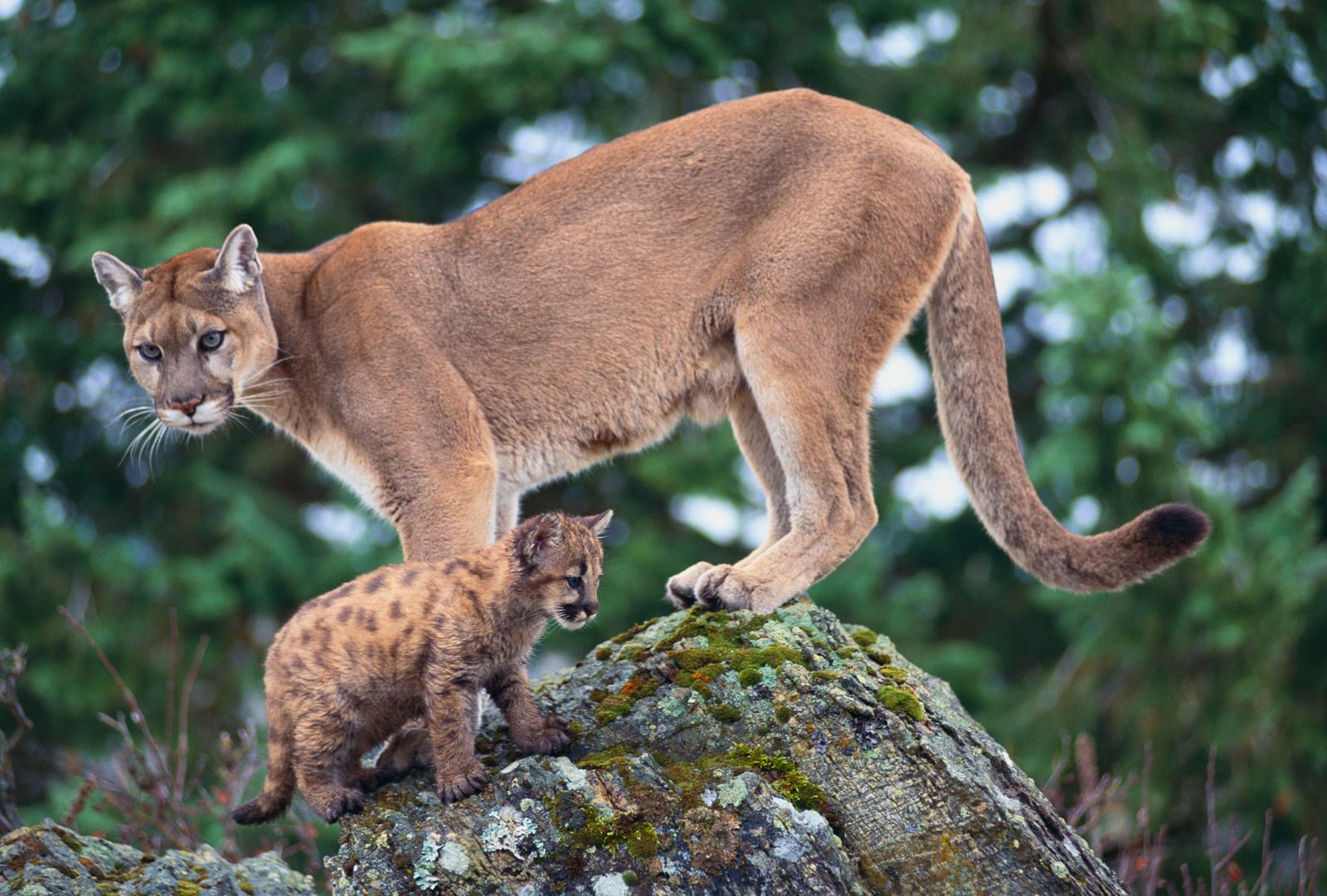 Cougars Are Returning to the Midwest | Smart News| Smithsonian Magazine