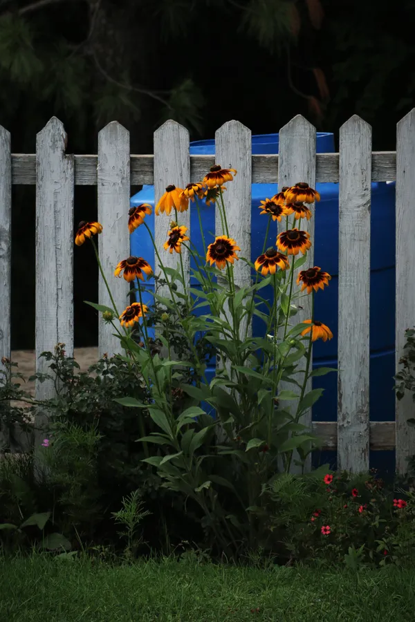 Flowers in front of a picket fence thumbnail