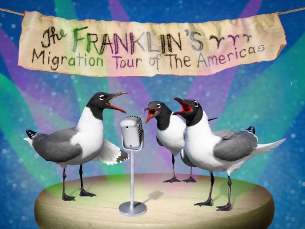 The Franklin's Migration Tour of The Americas thumbnail
