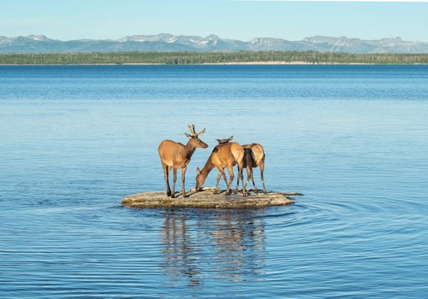 Majestic Elk posing on a small island thumbnail