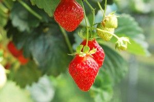 20110520102402strawberries-300x200.jpg