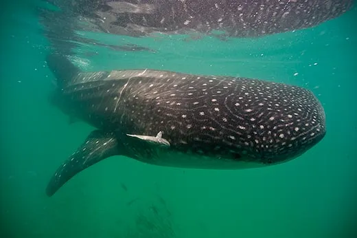 To Identify Whale Sharks, Scientists Looked to the Stars - Atlas Obscura