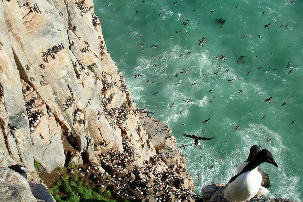 murres on cliffs.jpg