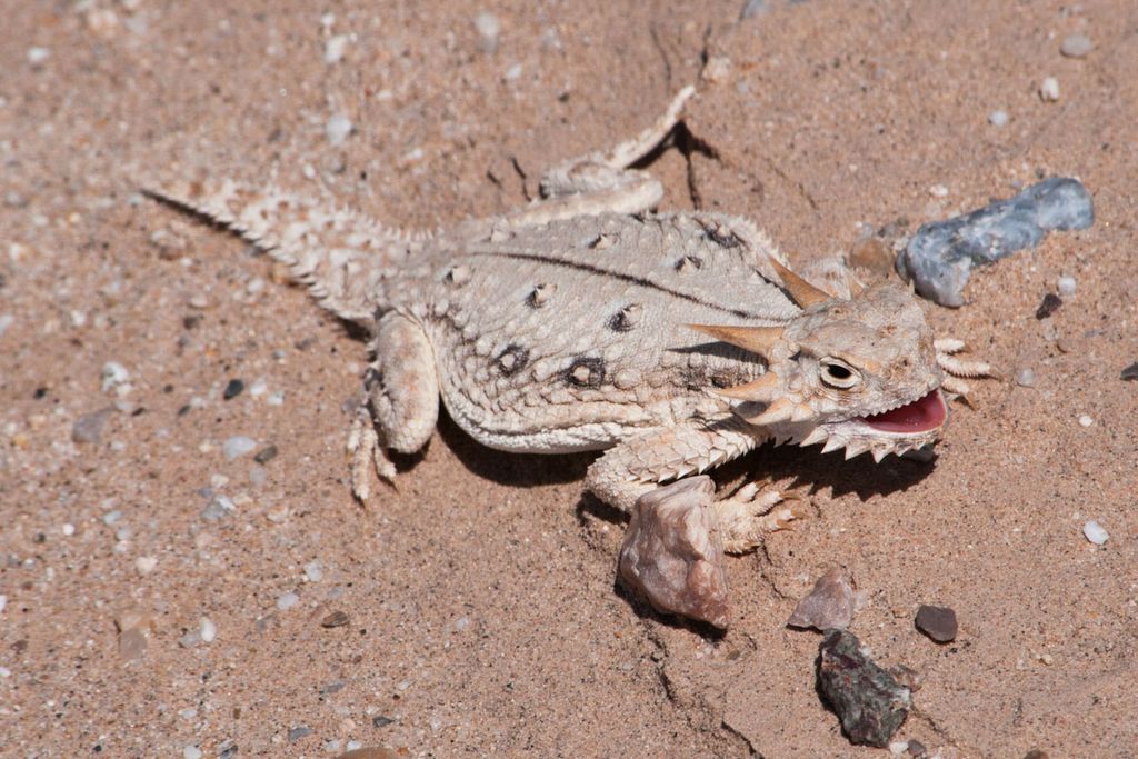 lizard.jpg