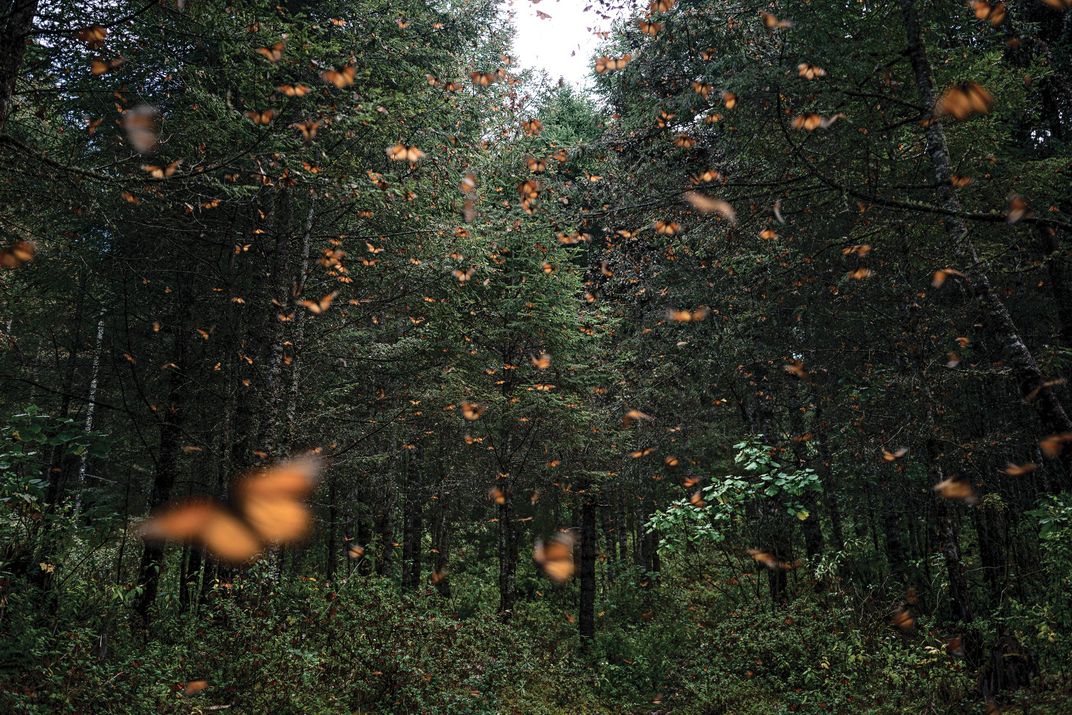 Monarchs in Search of Water