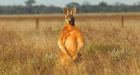 Flexing-kangaroo-470.jpg