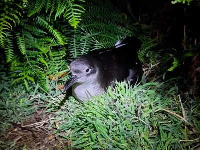 Manx shearwaters breed on islands in the North Atlantic where they make nests in underground burrows.