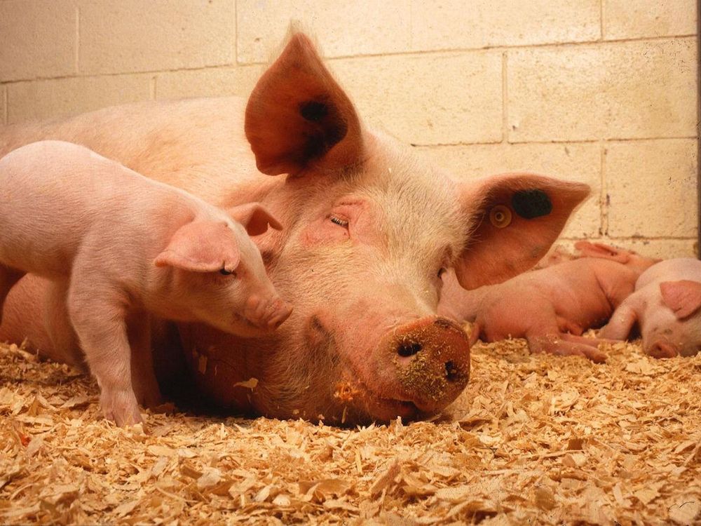 Pigs Aren't Quite as Domesticated as People Once Thought | Smart News|  Smithsonian Magazine