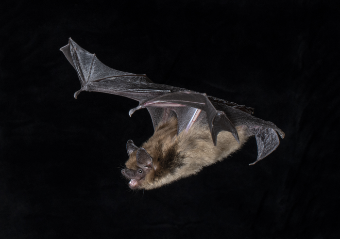 An image of a big brown bat flying against a black background