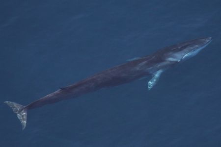 An endangered fin whale