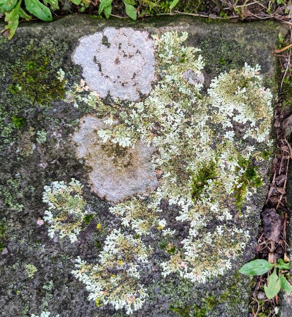 With a Wink and a Smile and a Jaunty Skip Lichen Says, "Have a Great Day" thumbnail