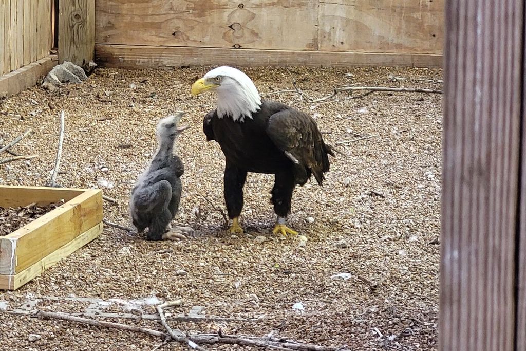 Murphy and eaglet