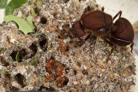 Tiny nurse ants tending to white ant larvae are dwarfed by the queen ant in the upper right. All the ants feed upon protein-rich food produced by a white-grey fungus that they cultivate underground. 