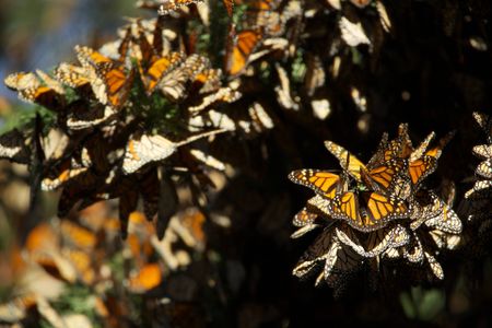 Overwintering monarch butterflies