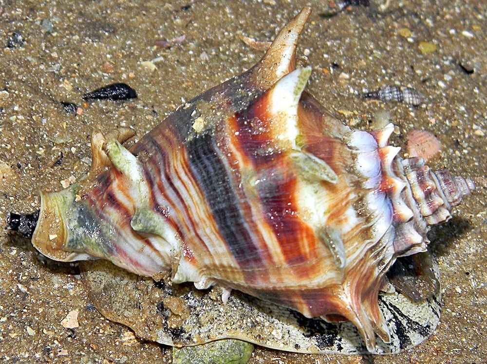 conch