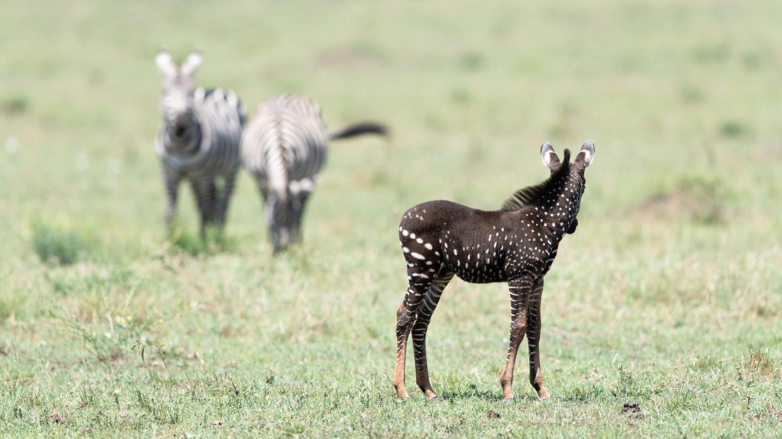 Spotted in Kenya: A Baby Zebra With Polka Dots | Smart News| Smithsonian  Magazine