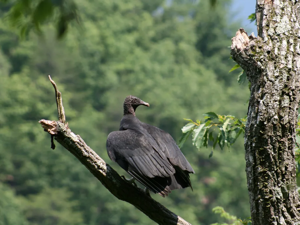A photo of a black vulture perched on a tree branch