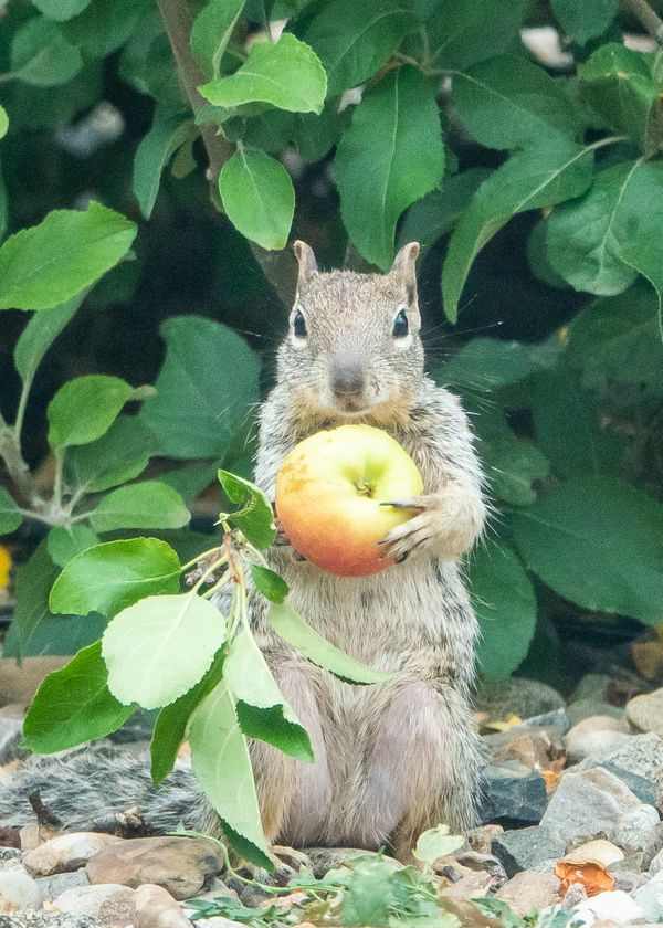 Squirrel Holds an Apple thumbnail