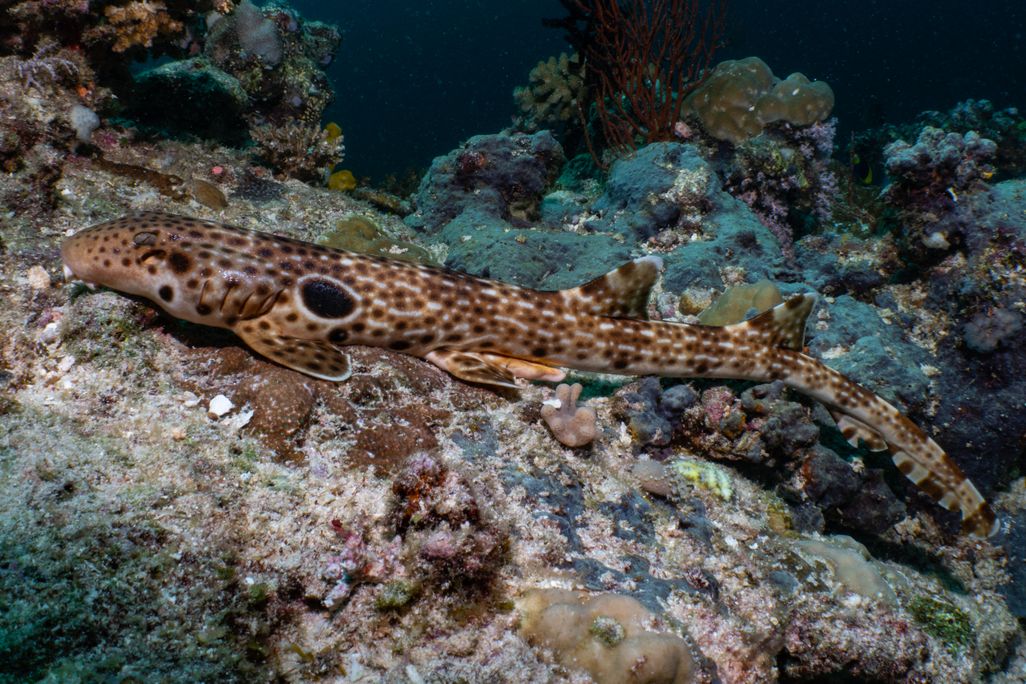 A spotted, long slender shark swimming near a rock or reef