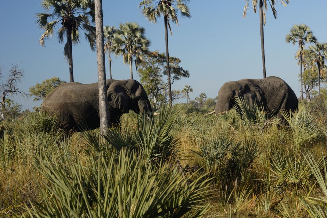 Five Things to Know About Botswana’s Decision to Lift Ban on Hunting Elephants