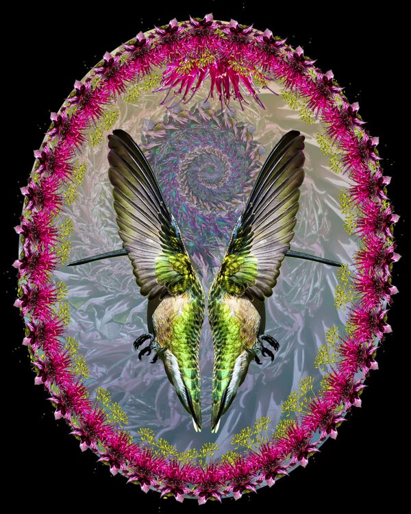 Hummingbird thumbnail