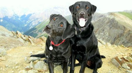 These dogs have hiked off-leash to the top of Handies Peak in Colorado. Sharing the great outdoors with our pets is a favorite pastime—but as a result of conflicts between dogs and wildlife, leash laws and dog bans have become commonplace.