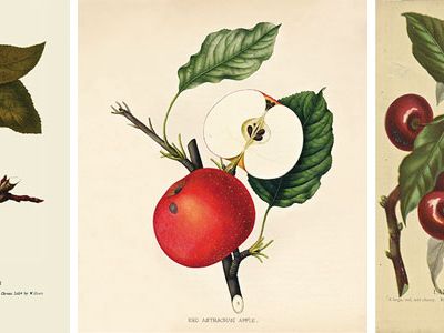 The Red Astrachan apple