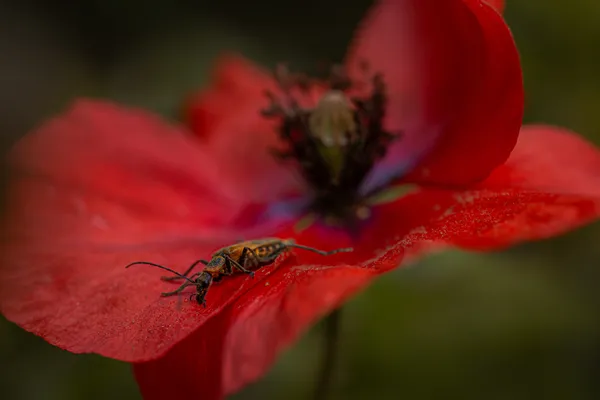 Soldier Beetle and micro-insect on  a poppy flower. thumbnail