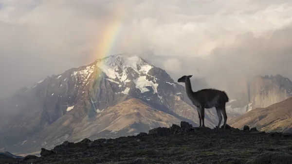 Patagonian Sentinel thumbnail