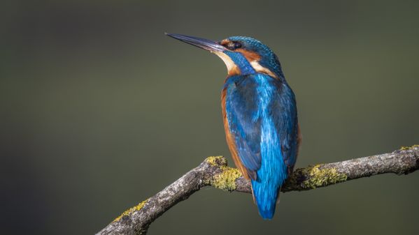 After two days without a sighting of a Kingfisher they turned up on day three. I had several visits all catching fish with mixed weather of sunshine and showers. This photo was taken late in the day as the sun was setting which brought out the colours of this beautiful bird.