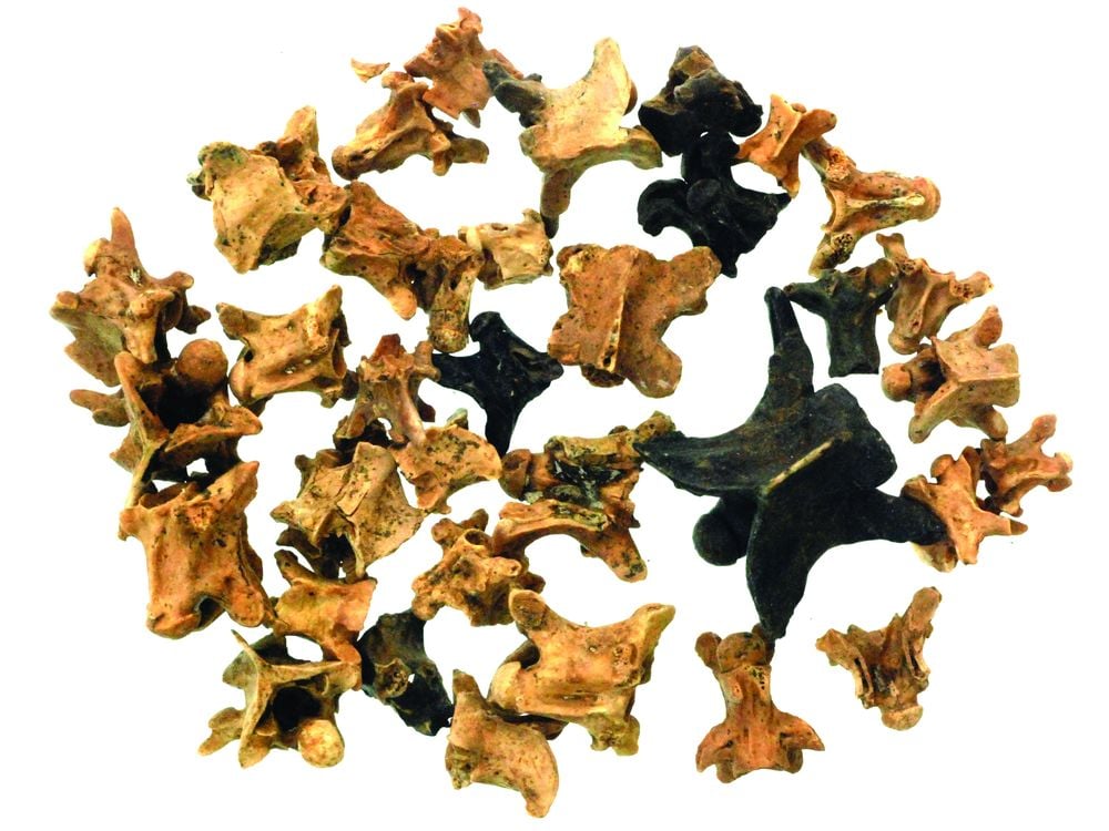 Reptile vertebrae