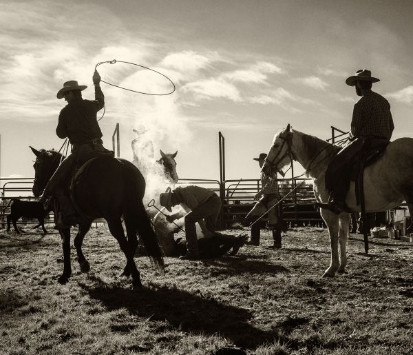 Cowboys roping and branding calves thumbnail