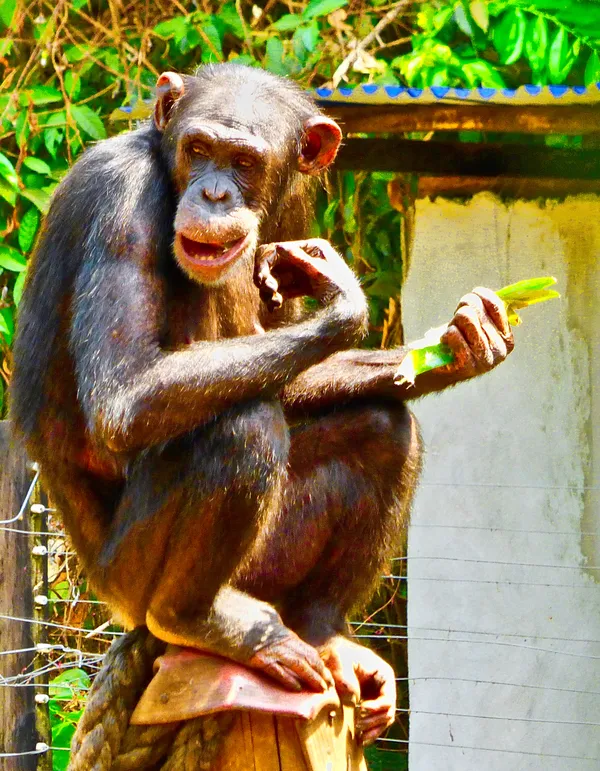 An Adult Chimpanzee Displayed a Big Smile as a Youngster Chimp Walked a Tightrope Unaided thumbnail